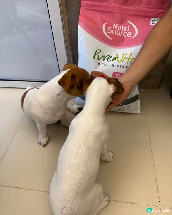 焚化爐珍珠奶茶嘅糧到了