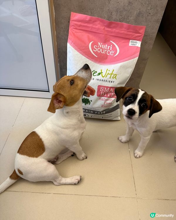 焚化爐珍珠奶茶嘅糧到了