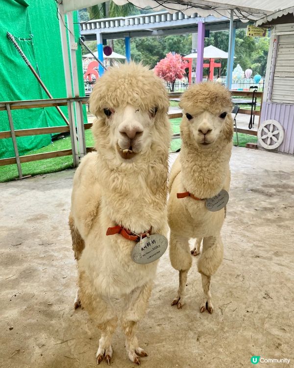上星期我哋終於去咗大埔 蝶豆花園 啦！
