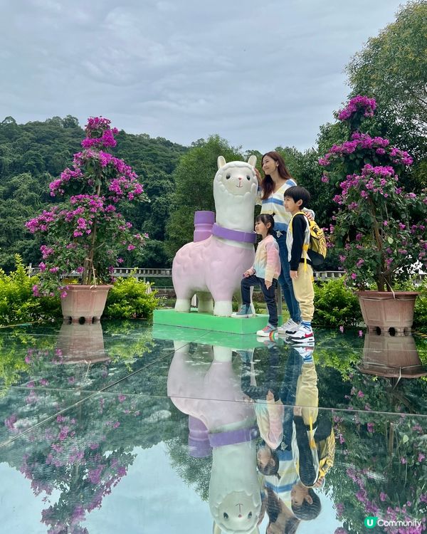 上星期我哋終於去咗大埔 蝶豆花園 啦！