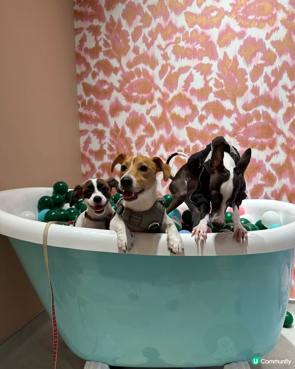 呢度打卡好靚呀，爸爸媽媽仲買左牛腳趾甲比我地😋一人一個不用爭...