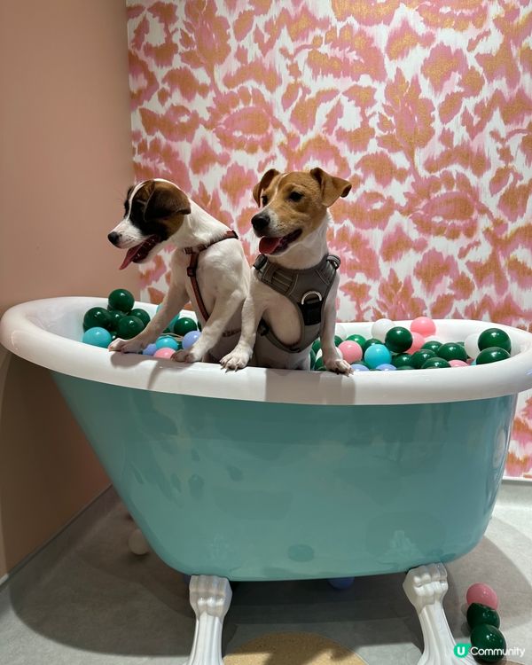 呢度打卡好靚呀，爸爸媽媽仲買左牛腳趾甲比我地😋一人一個不用爭...