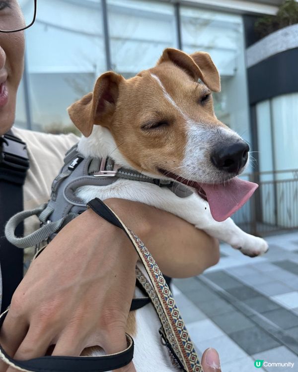 呢度打卡好靚呀，爸爸媽媽仲買左牛腳趾甲比我地😋一人一個不用爭...