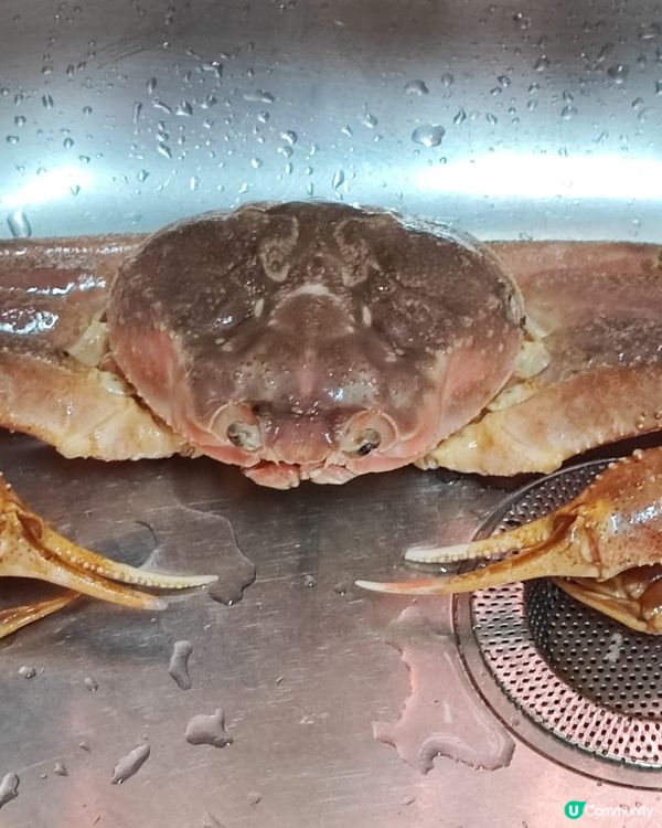 日本松葉蟹，今次只係清蒸，都好鮮甜