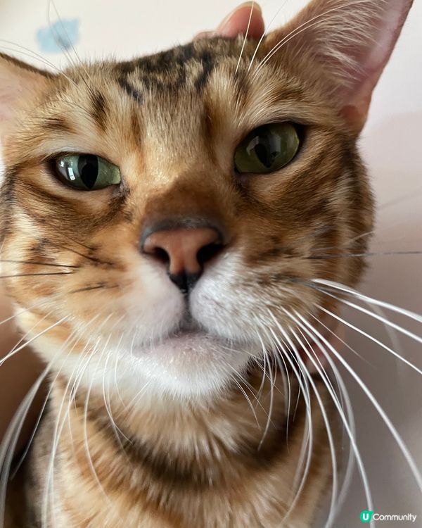 獻給你地我葡撻嘅初吻😘