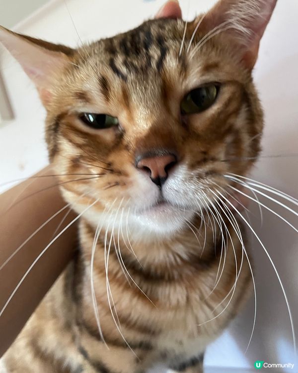 獻給你地我葡撻嘅初吻😘