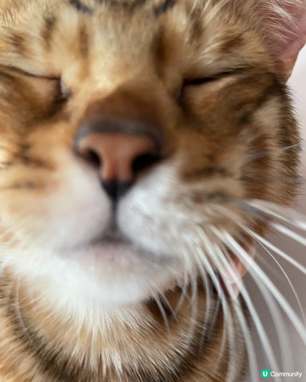 獻給你地我葡撻嘅初吻😘