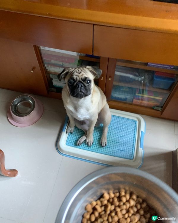 為食到連牛油果核都想食埋既八哥洪包🤭