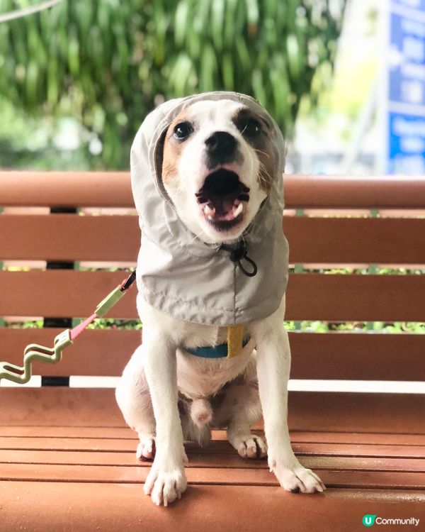 落雨有乜好怕！聽日一定會好天㗎！woof!