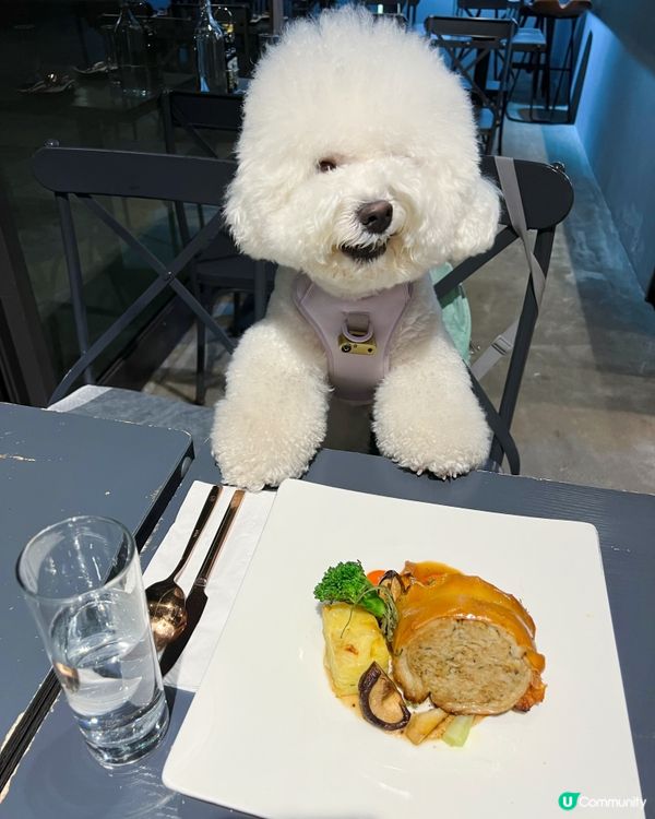 作為一隻元朗狗狗，梗係要介紹多D元朗PET FRIENDLY...