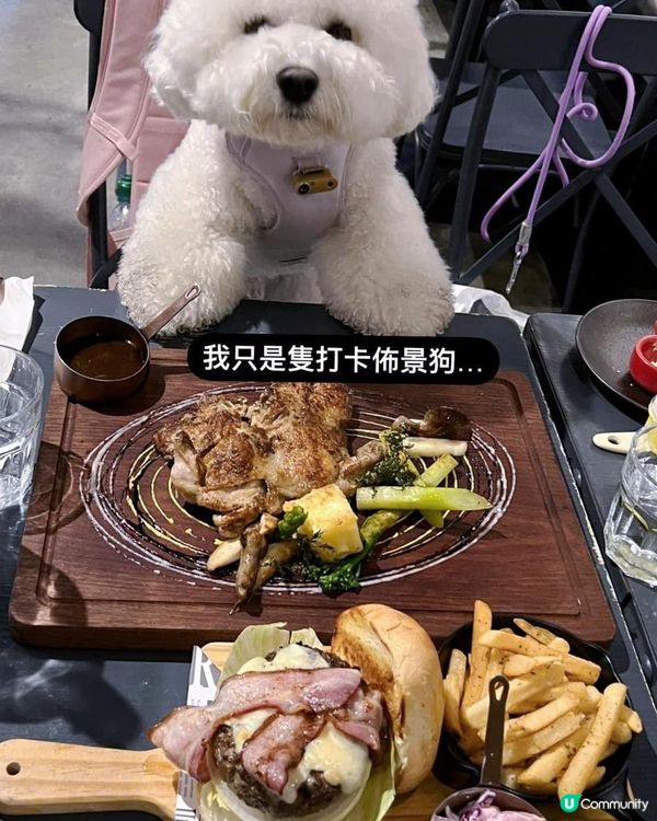 作為一隻元朗狗狗，梗係要介紹多D元朗PET FRIENDLY...