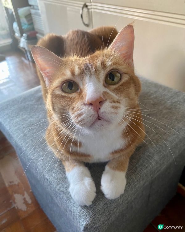 😺：可唔可以帶埋我一齊食下午茶呀喵？