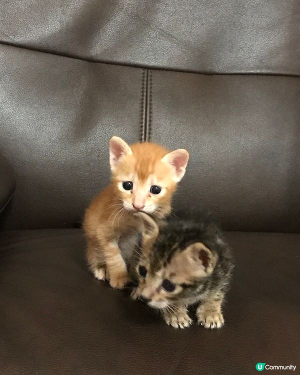 米米⋯你個樣點解咁似一隻馬騮仔嘅🤣🤣🤭