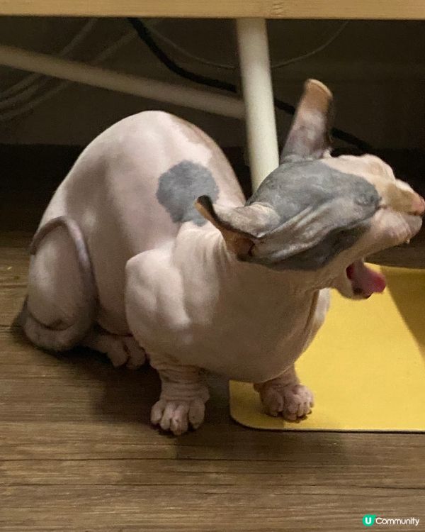 今年世界盃好悶🥱