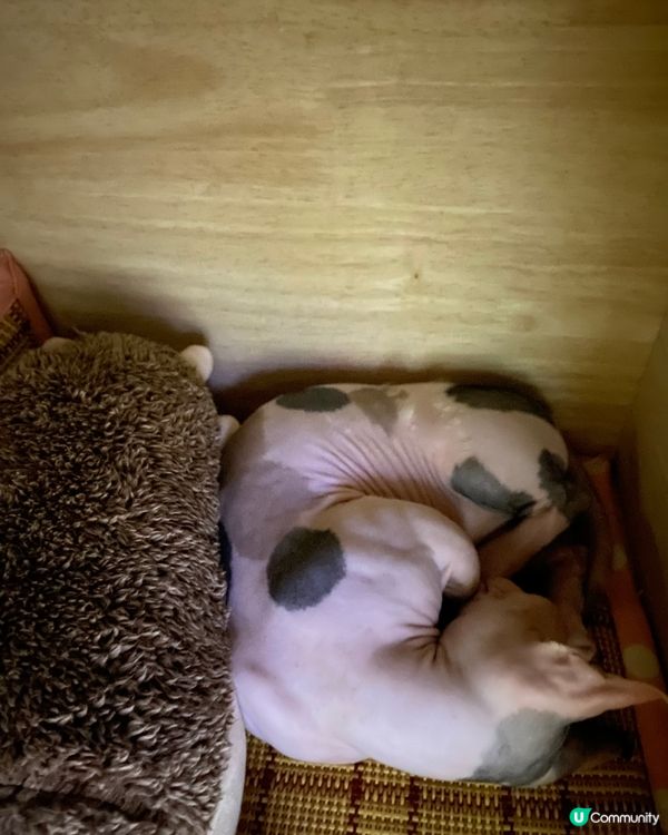 今年世界盃好悶🥱