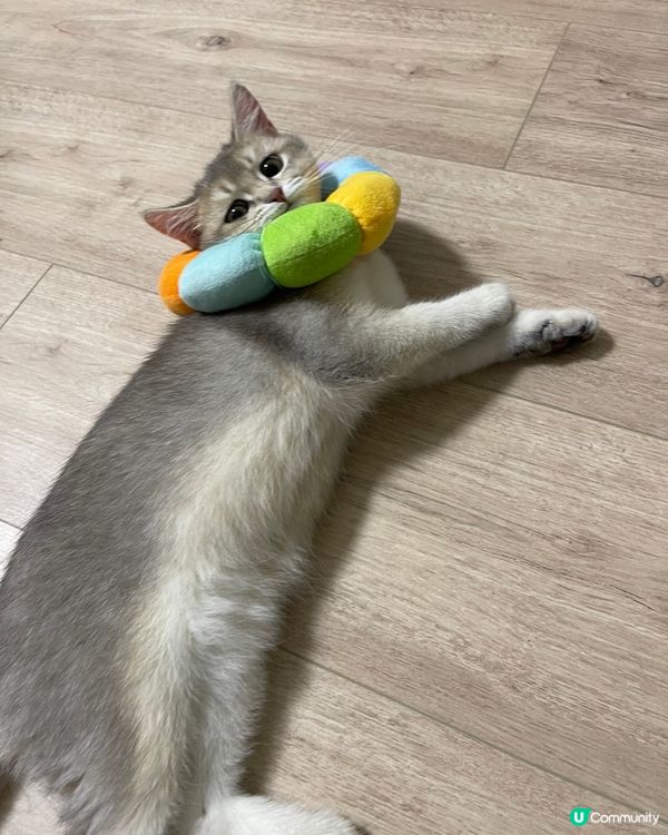 我呢啲叫苗條嘅身形，係起身嘅時候有d 困難姐！😽