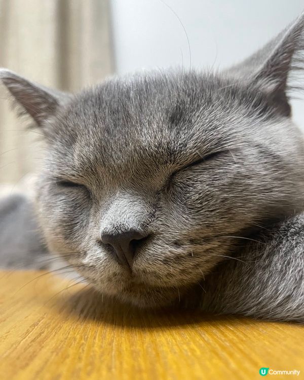 🐱:尋晚場波悶到瞓著啊奴才🥱😴下次無咩事唔好叫醒我陪你睇波😒...