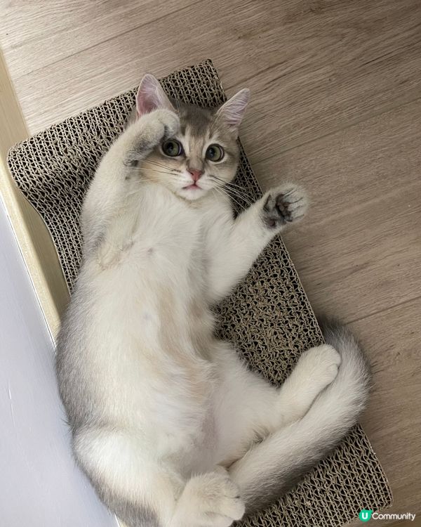 咁快就爆冷，唉😮‍💨朕都無眼睇啦🫣