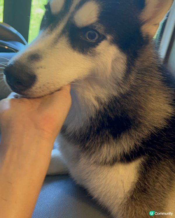 🐺：你要睇波定係睇我？自己揀