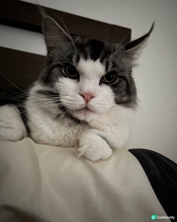 🐱：早晨，琴晚有無睇波？