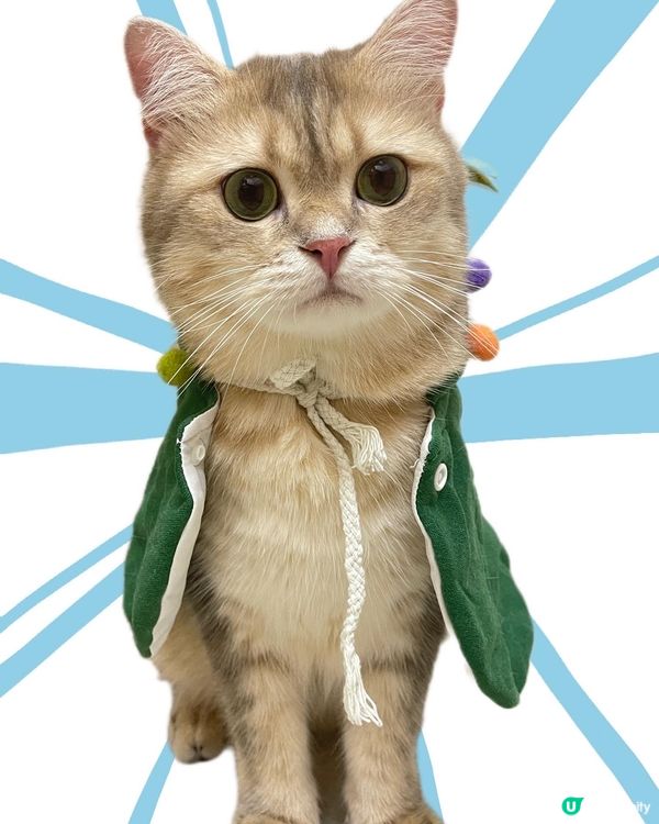 小貓咪穿衣服好可愛呀 #毛孩放大假