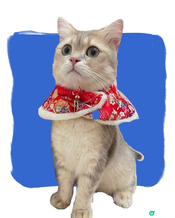 小貓咪穿衣服好可愛呀 #毛孩放大假