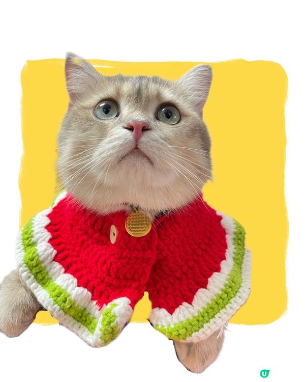 小貓咪穿衣服好可愛呀 #毛孩放大假