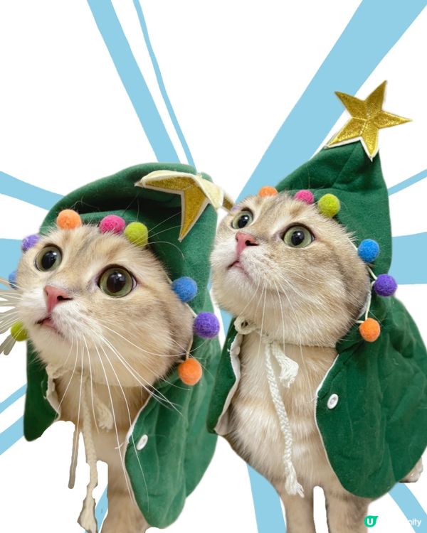 小貓咪穿衣服好可愛呀 #毛孩放大假