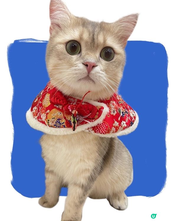 小貓咪穿衣服好可愛呀 #毛孩放大假