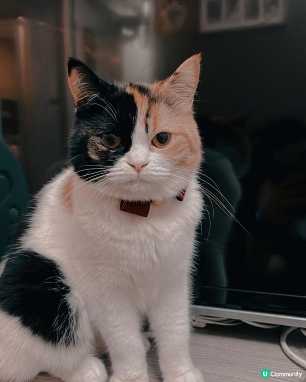 天使與魔鬼混合