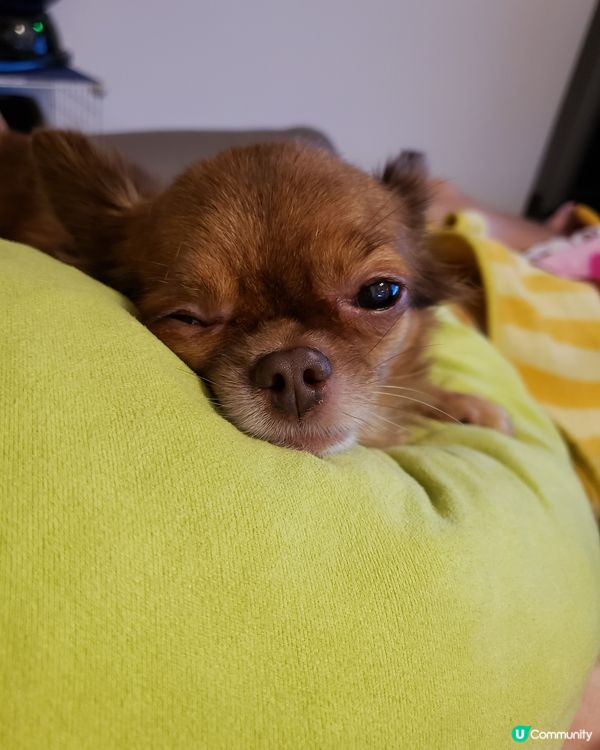 好攰但係又想八卦嘅狗狗