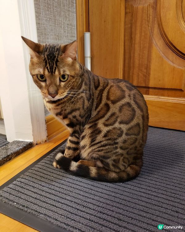 大家好，我係豹貓，call me豹豹