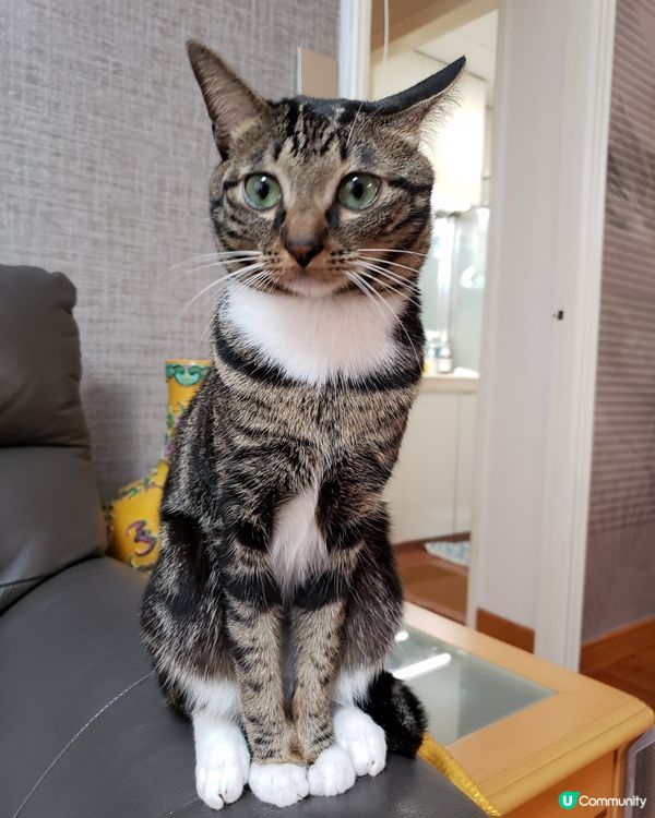 我叫Tiger仔係豹豹細佬，因為我個身有一條條老虎紋㗎，所以...