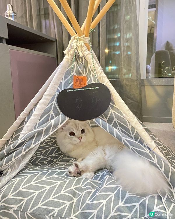 🐈：喵 被奴才捉咗去petcation 仲要係咁影本喵😾講兩...