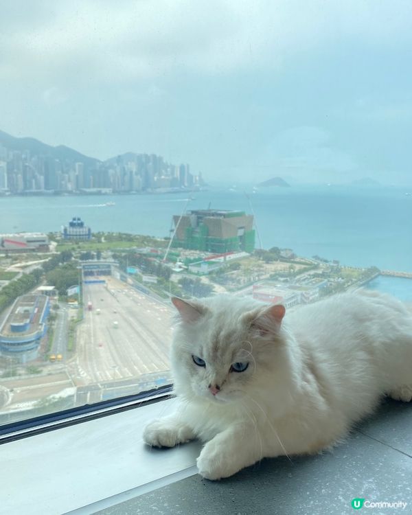 🐈：喵 被奴才捉咗去petcation 仲要係咁影本喵😾講兩...