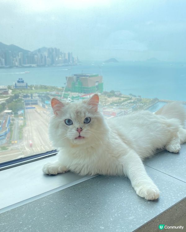 🐈：喵 被奴才捉咗去petcation 仲要係咁影本喵😾講兩...