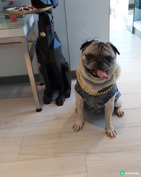 👀 我帶條大金鏈襯件牛仔衫係唔係好有型呢😘😘😘#毛孩放大假...