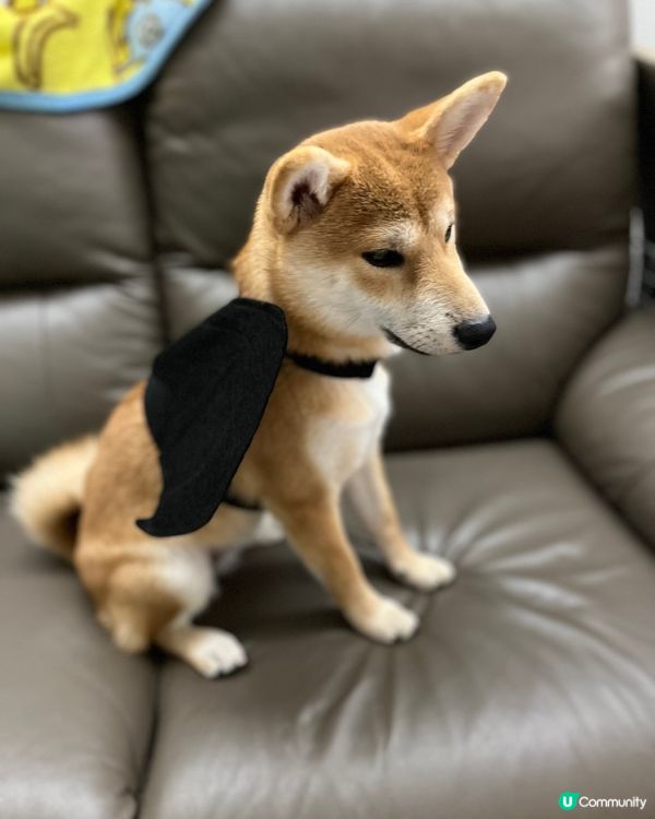 大家好，介紹一下我個女女，6個月既柴犬，日日都充滿精力，想同...