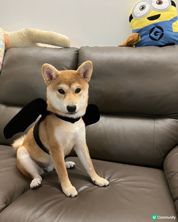 大家好，介紹一下我個女女，6個月既柴犬，日日都充滿精力，想同...