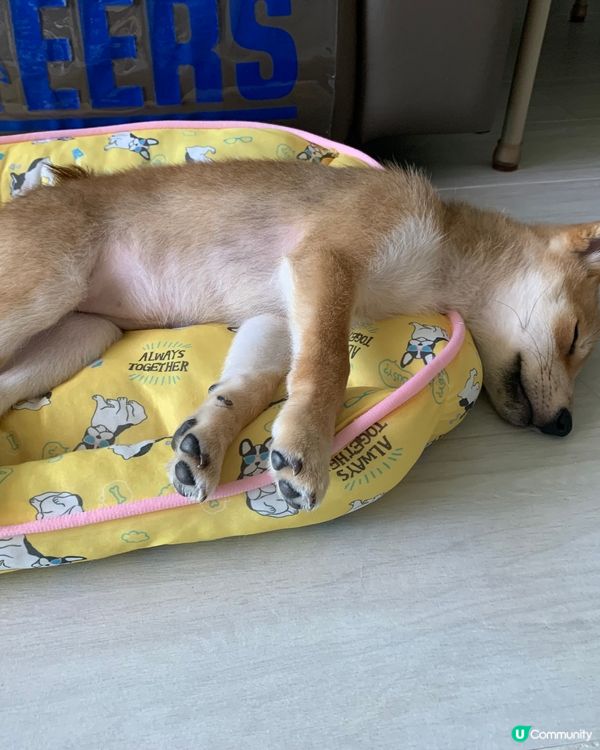 大家好，介紹一下我個女女，6個月既柴犬，日日都充滿精力，想同...