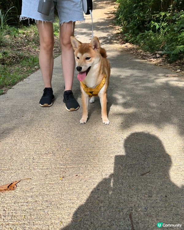 大家好，介紹一下我個女女，6個月既柴犬，日日都充滿精力，想同...