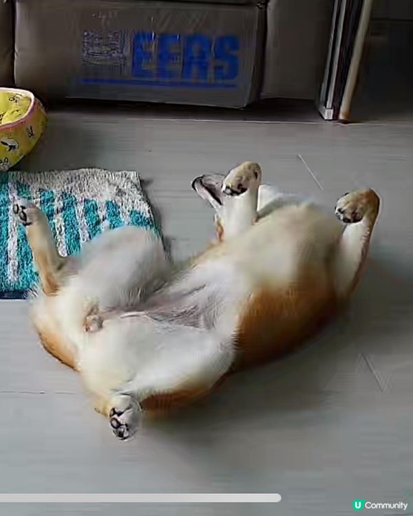 大家好，介紹一下我個女女，6個月既柴犬，日日都充滿精力，想同...