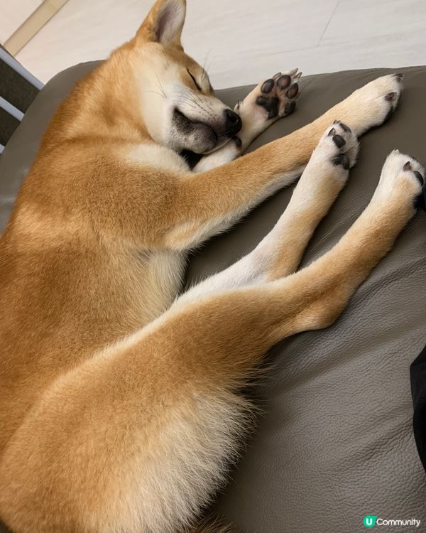 大家好，介紹一下我個女女，6個月既柴犬，日日都充滿精力，想同...