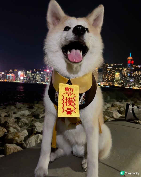 大家好👋🏻我叫momo🍑，我宜家8個月大，我係一隻好為食又中...