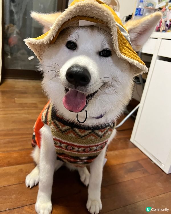 大家好👋🏻我叫momo🍑，我宜家8個月大，我係一隻好為食又中...