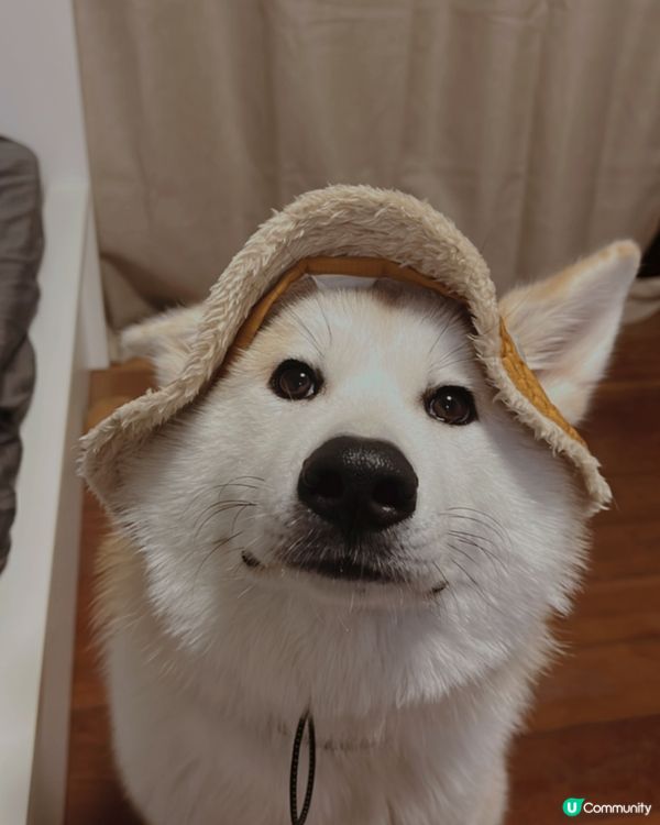 大家好👋🏻我叫momo🍑，我宜家8個月大，我係一隻好為食又中...