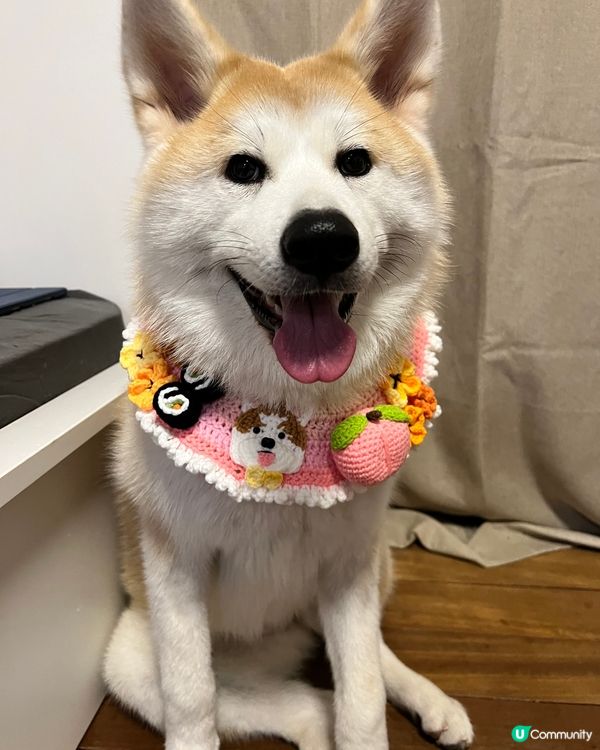 大家好👋🏻我叫momo🍑，我宜家8個月大，我係一隻好為食又中...