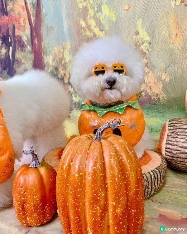 我既百變造型照會令你“哇”一聲嫁😆😆