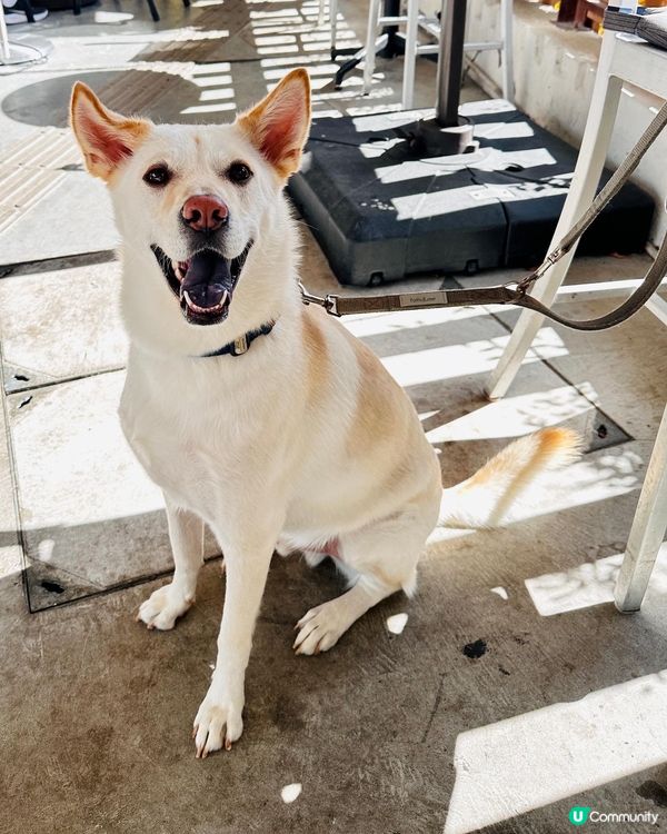 🏝️觀塘海旁寵物友善寫意西餐🐕