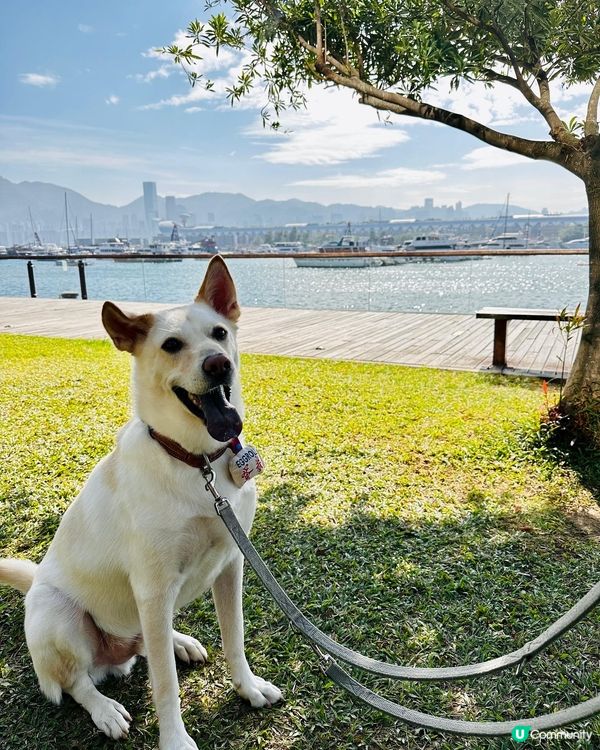 🏝️觀塘海旁寵物友善寫意西餐🐕